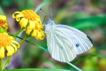 butterfly snacking on yellow flower